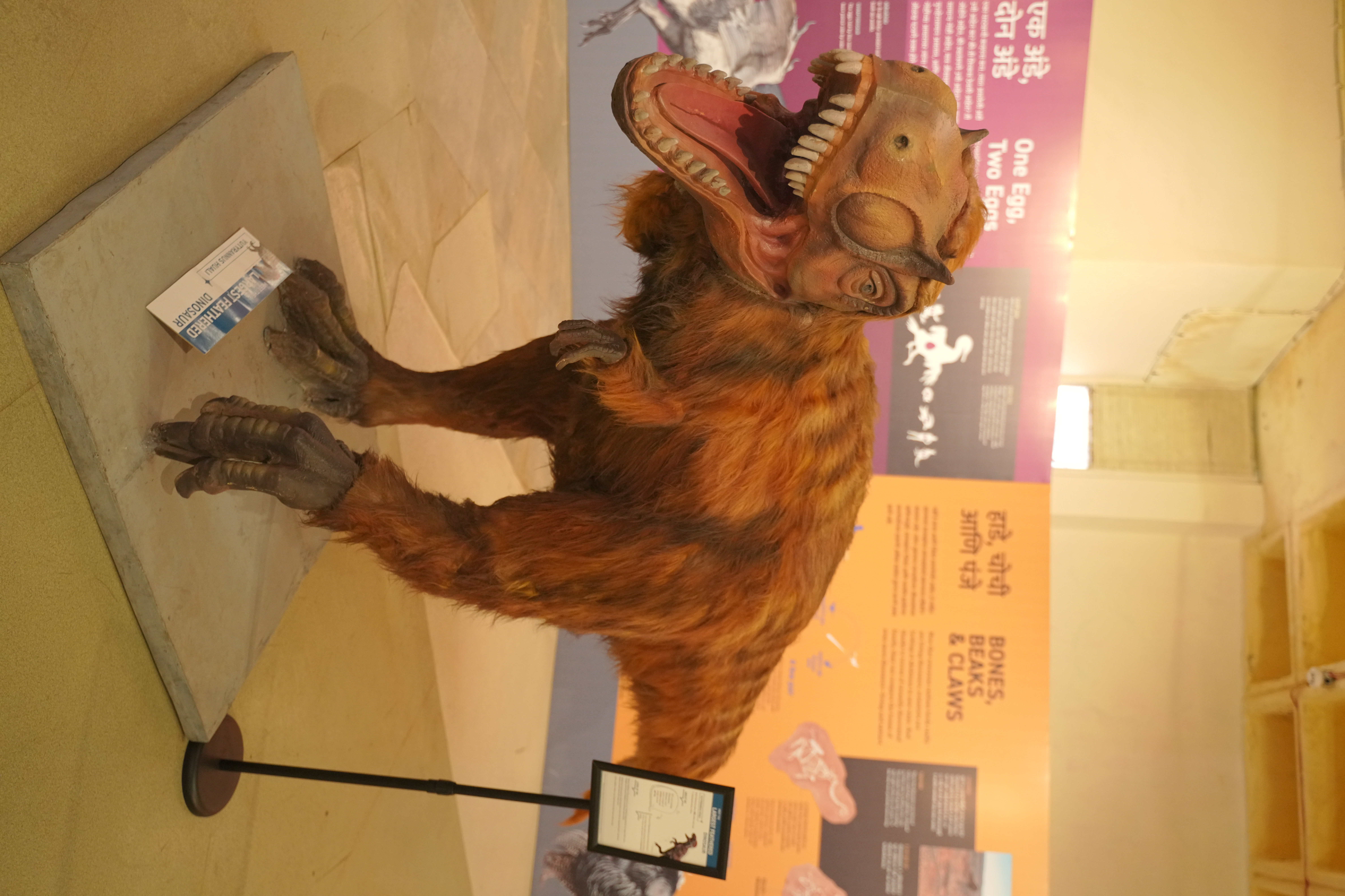 A life-size model of a feathered tyrannosaur with its mouth open, beside the Bones, Beaks and Claws wall