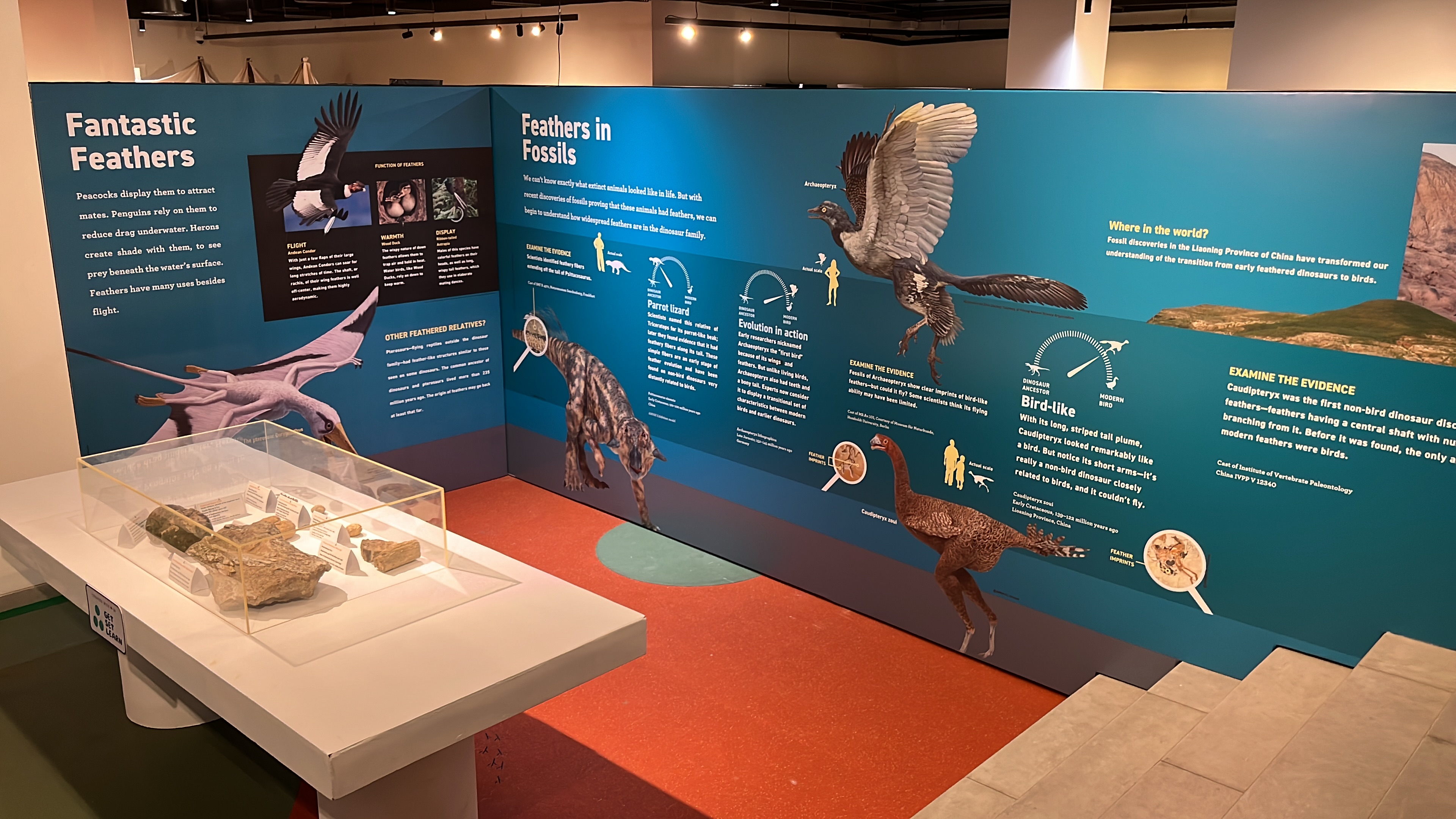 Fantastic Feathers and Feathers in Fossils walls with a fossil case in the foreground