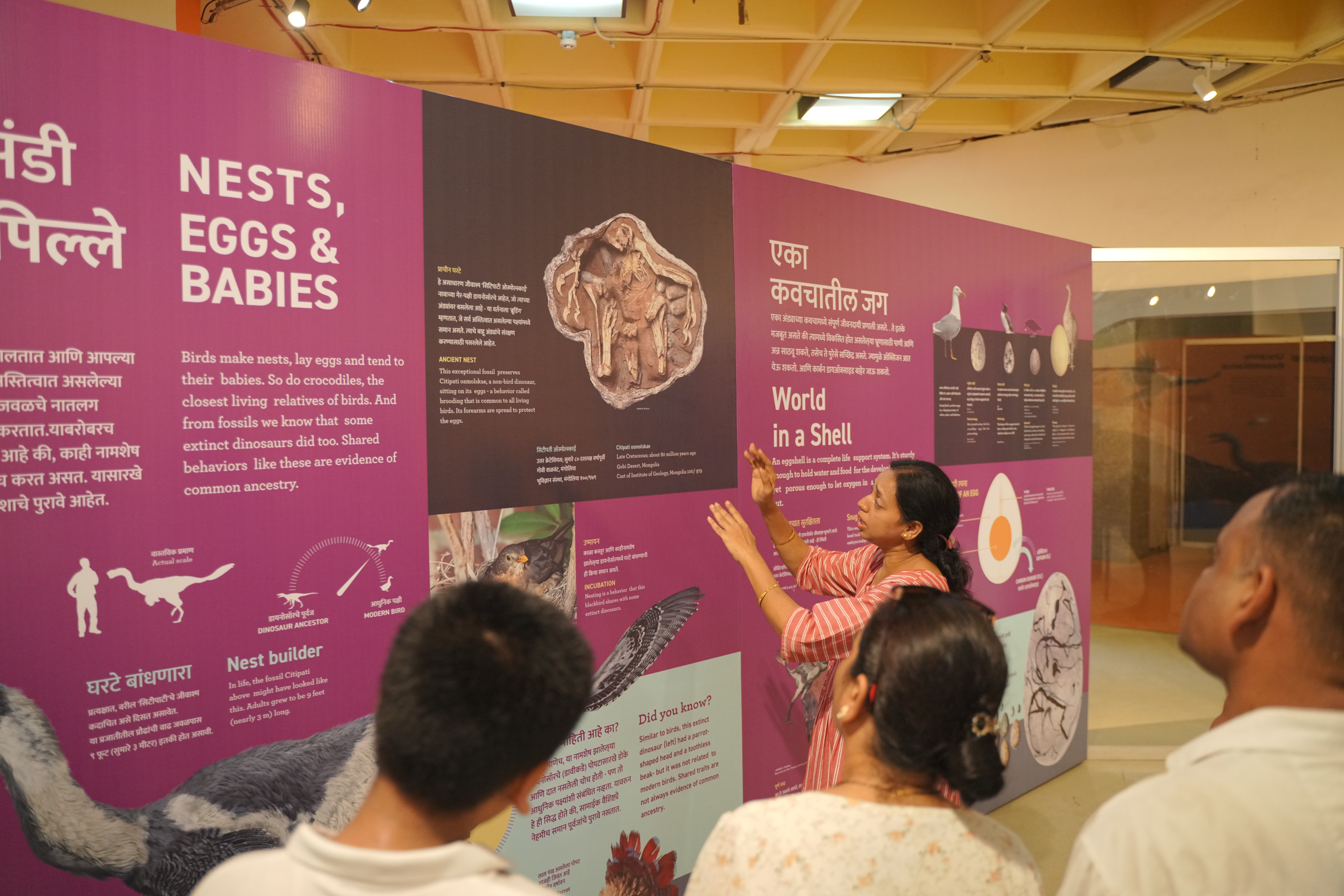 A guide explaining the Nests, Eggs and Babies wall to a family