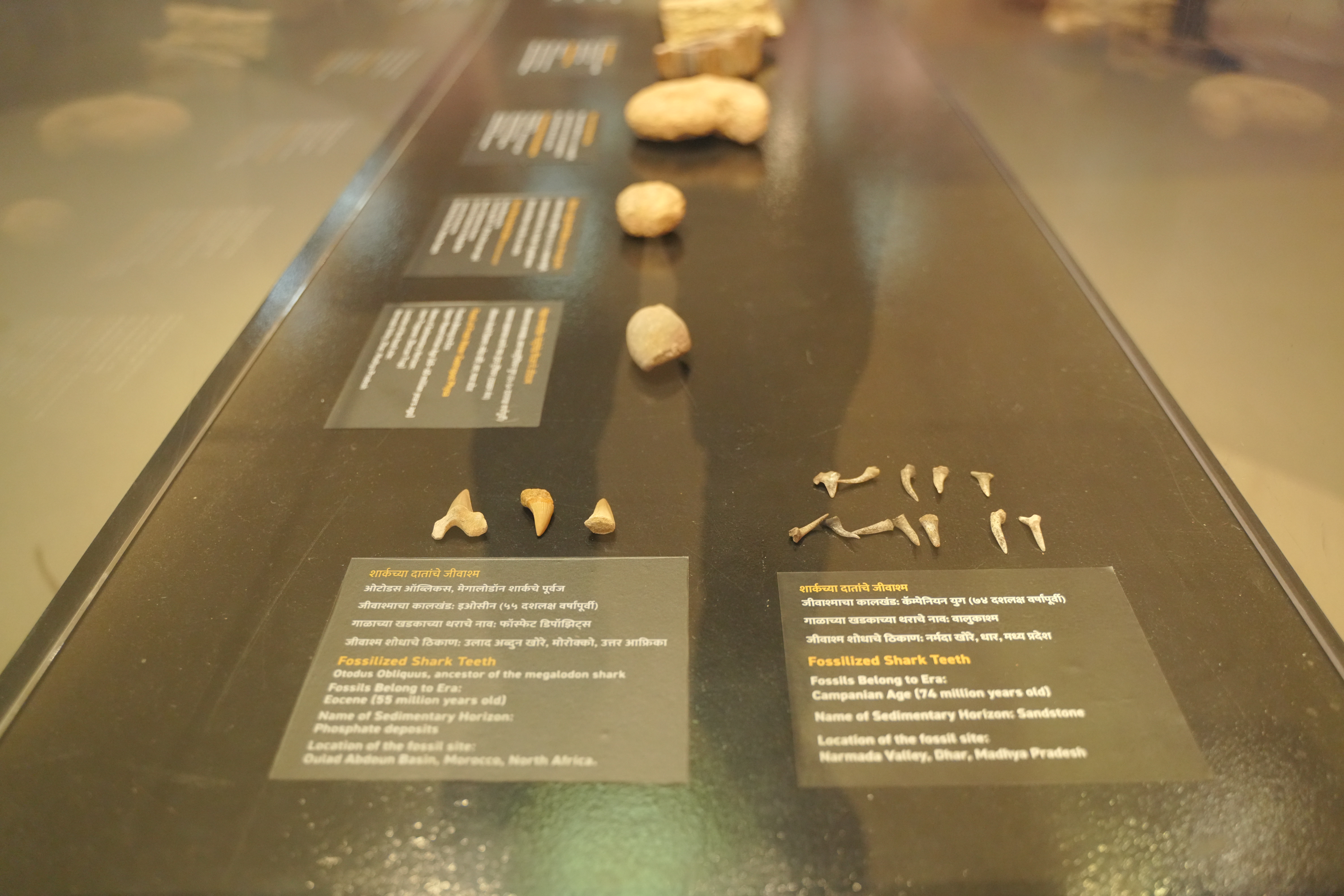 A display case of fossilised shark teeth from Morocco and the Narmada valley, with bilingual labels
