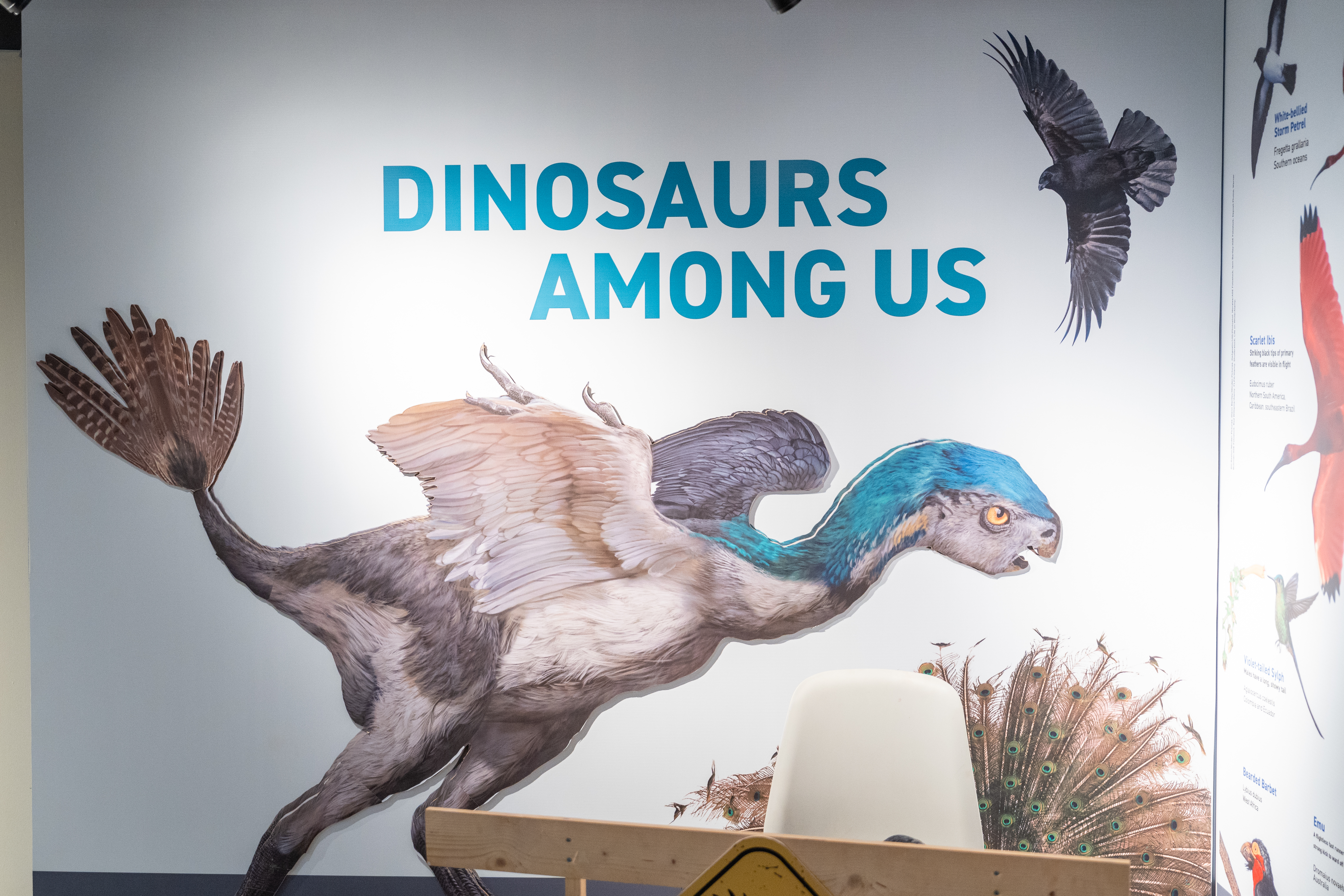 The Dinosaurs Among Us title wall, with a feathered Anchiornis model and living birds around it