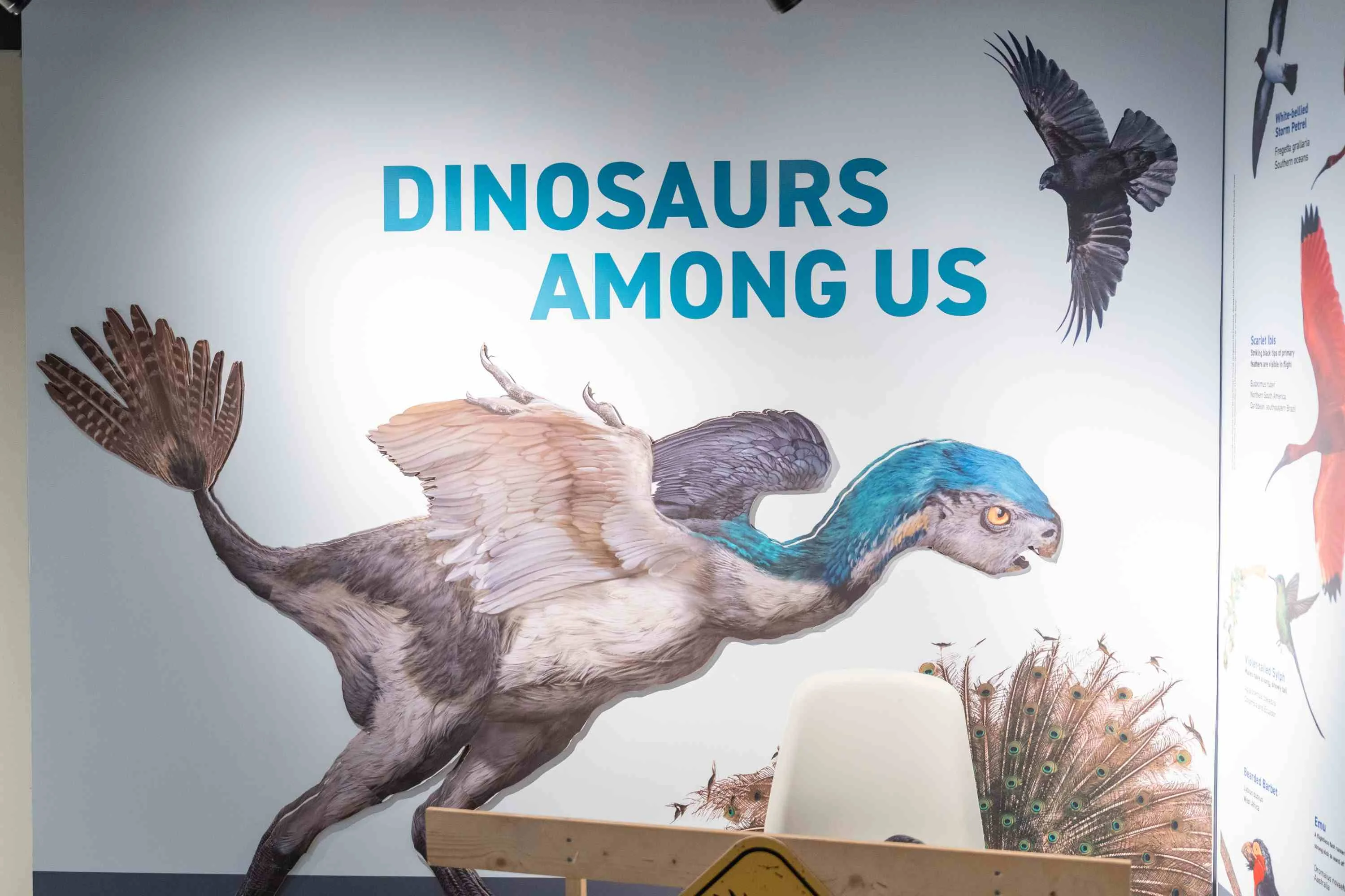 The Dinosaurs Among Us title wall, with a feathered Anchiornis model and living birds around it